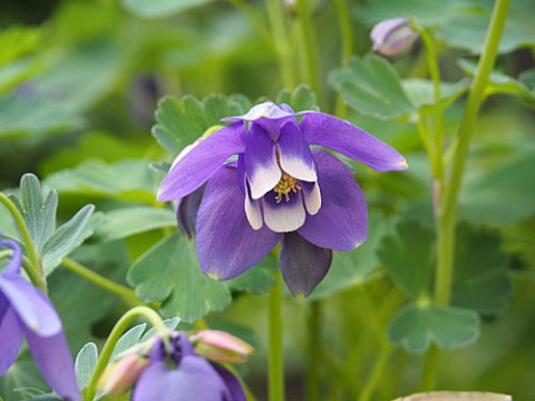 見られなくなった山野草