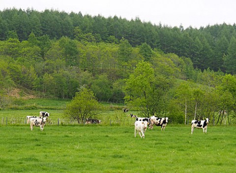 新緑の乳牛牧場