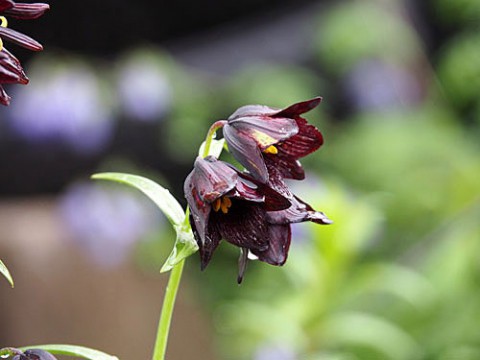 帯広の指定花クロユリ