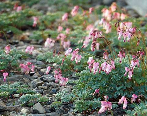 高山植物の王様コマクサ