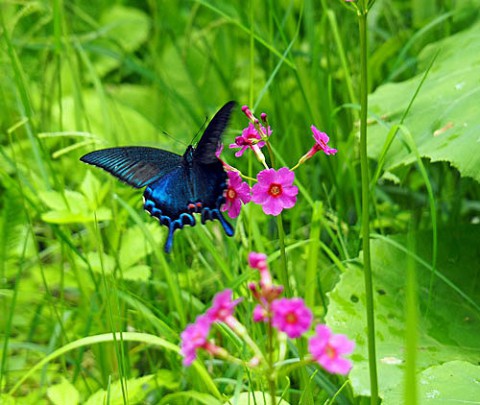 クリンソウにアゲハチョウ