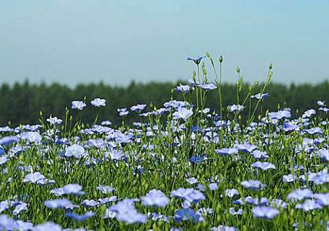 更別の亜麻の花畑