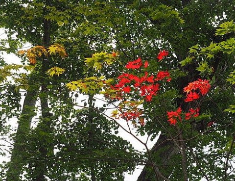 早すぎる紅葉