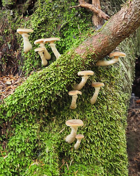 芽登の山で採取した茸