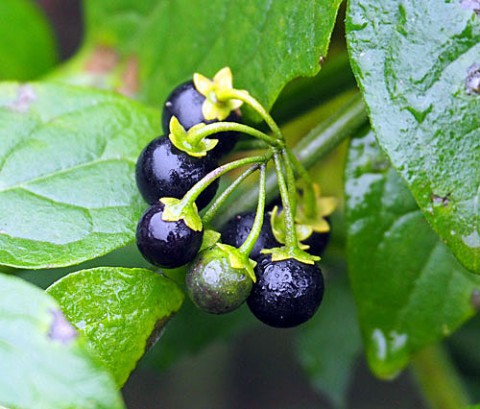 『くろんぼ』と言っていた植物