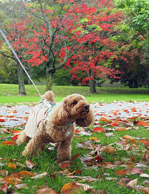 紅葉のきれいな緑ヶ丘で・・