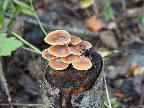 天然えのき茸