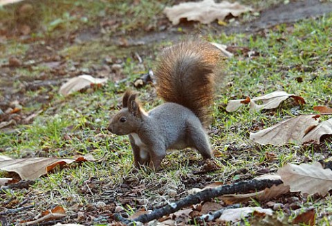 すすらん公園のりーちゃん