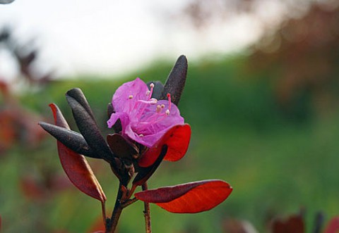 氷点下で咲く花