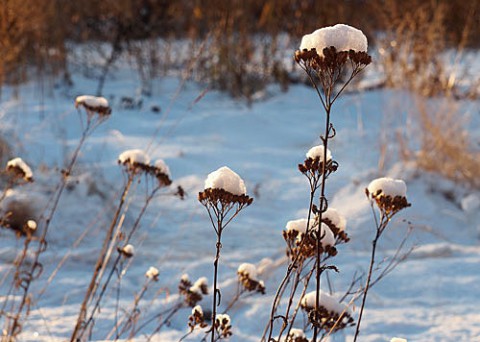 8センチの雪で咲いた白い花