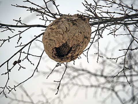 身近にあったスズメバチの巣