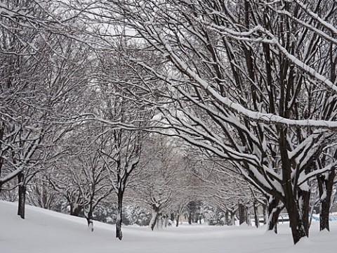 湿った雪