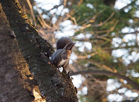 すずらん公園のエゾリス