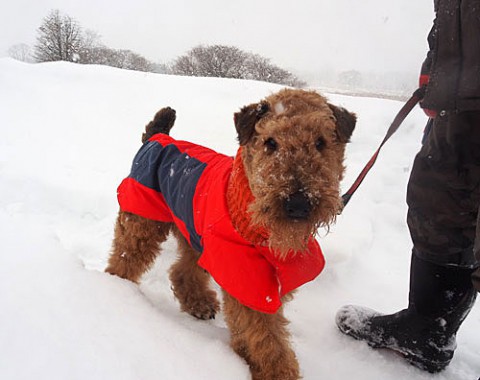 雪降る中を散歩