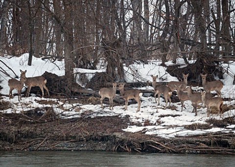 十勝川対岸に17頭の鹿の群れ