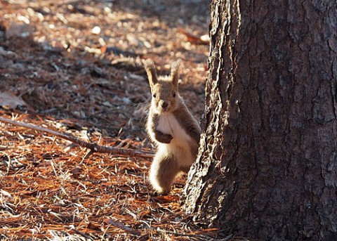 すずらん公園のりーちゃん