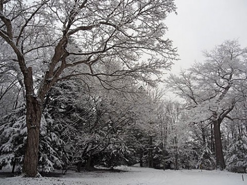 帯広神社の雪景色