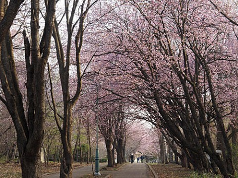 桜が見ごろの緑ヶ丘