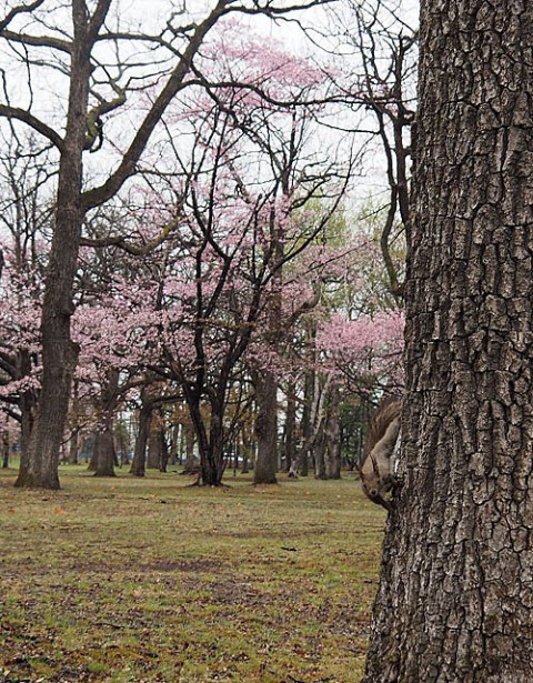 すずらん公園の桜とエゾリス