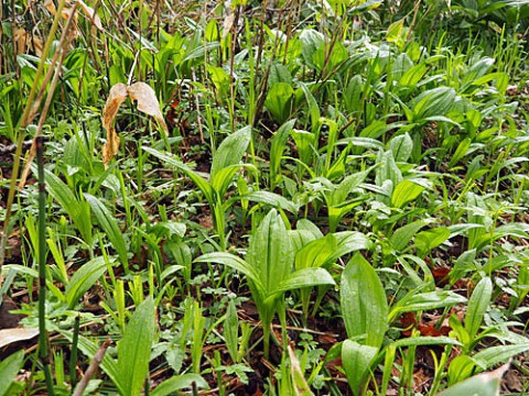 毒草イヌサフランの群生とその花