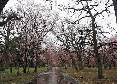 雨の日のすずらん公園