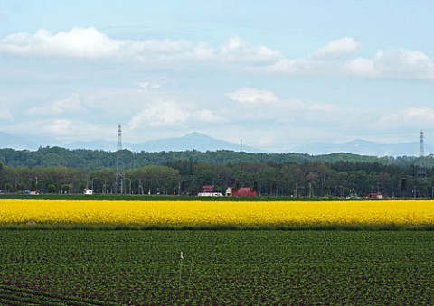 音更町の菜の花とブロッコリー畑