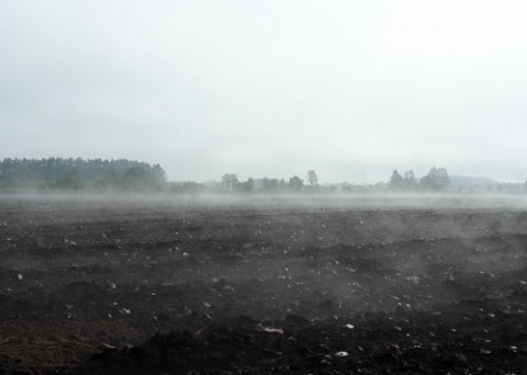 昨日はこの畑だけで見られた地霧