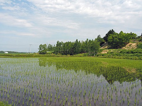 水田やそ他音更地区の畑