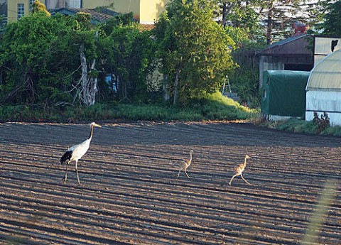 丹頂ファミリー住宅前を通過