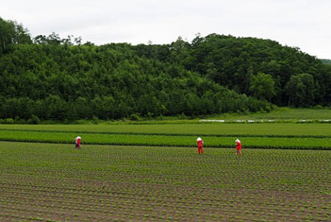 畑の作業風景