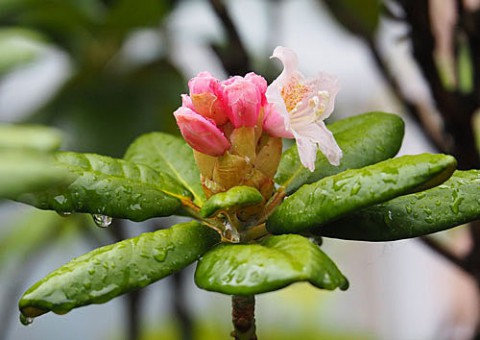 シャクナゲの花が咲く年