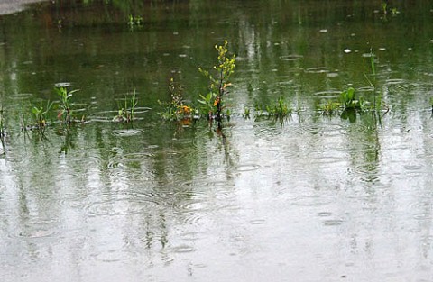 降り続く雨