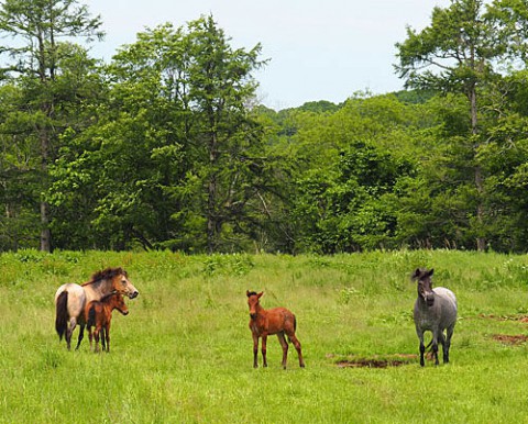 豊頃の馬牧場