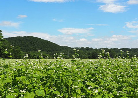 蕎麦畑の撮影は新得町で