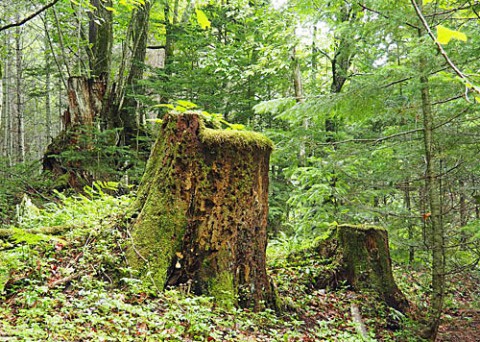 苔むす風景