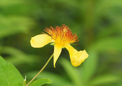 8月の山野草