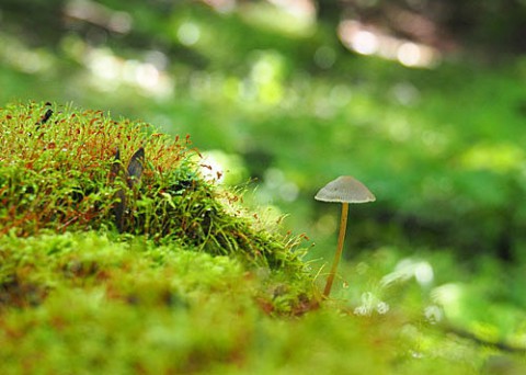 癒しの苔むす光景