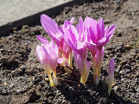 毒草イヌサフランの花