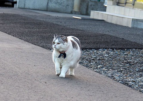 珍しいお散歩にゃ~ちゃん
