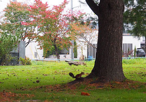 あずさ公園の紅葉とエゾリス