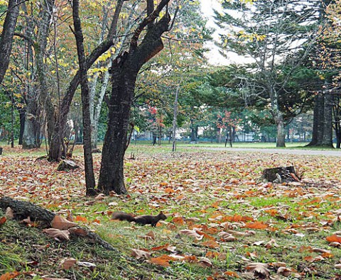 秋色のすずらん公園