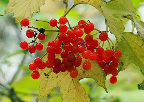 秋の木の実と野草の実5種