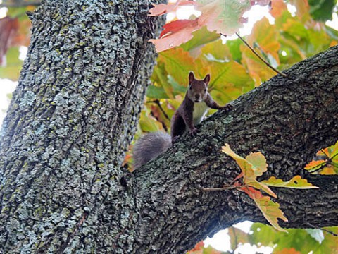 あずさ公園の紅葉とエゾリス