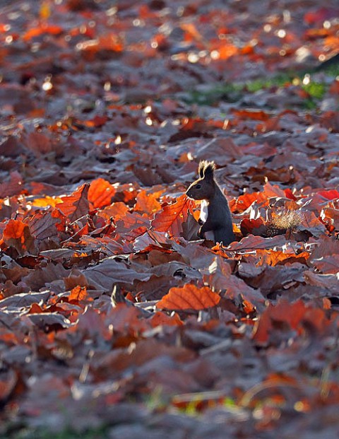 すずらん公園大量の落ち葉とリス