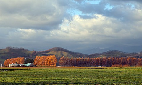 芽室町のカラマツ風景