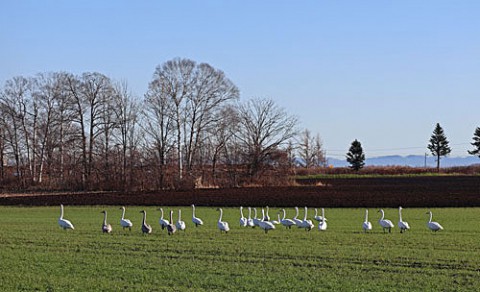 幕別の白鳥、馬、牛、風景