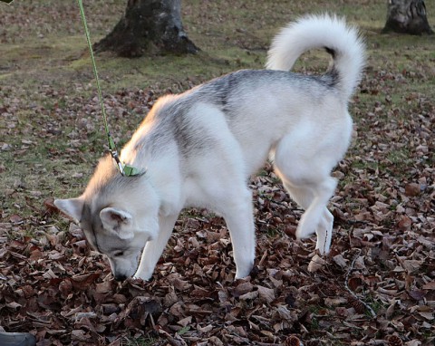 覚えていられなかった犬種