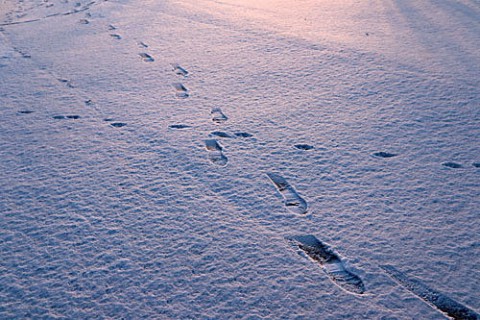 雪の朝の足跡