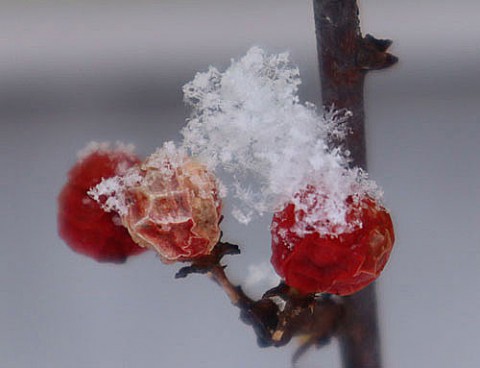 結晶の見える数センチの雪