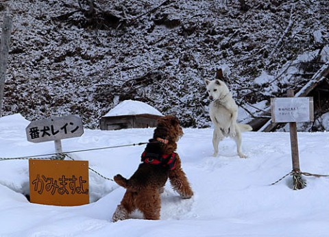 番犬のワンちゃんと遊ぶエル